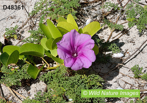 Goat’s-foot Morning-Glory (Ipomoea pes-caprae)